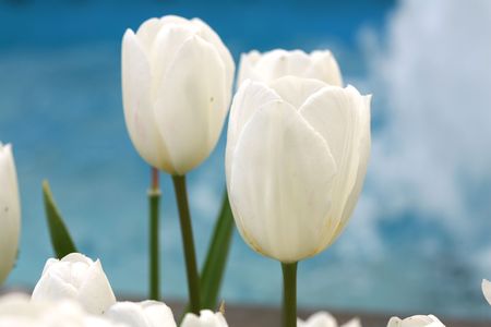 Daisy has been revived with the arrival of spring and the colorful view of lifeの写真素材