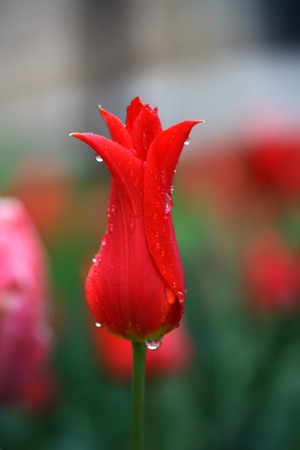 macro and shallow focus view of tulip sprinkled with drops of waterの写真素材