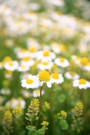 Daisy has been revived with the arrival of spring and the colorful view of lifeの写真素材
