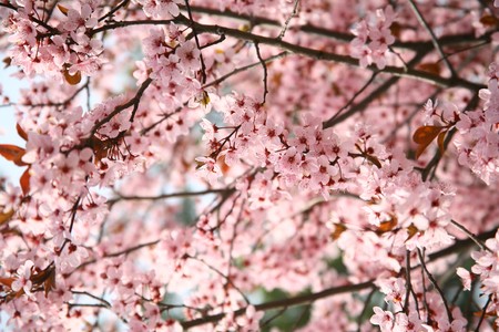 beauty in natureの写真素材