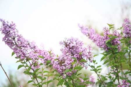 flower backgroundの写真素材