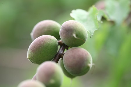 apricot new growth begins in the field of viewの写真素材