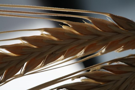 wheat backgroundの写真素材