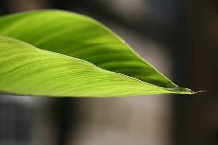 droplets of water flowing in a green leafdroplets of water flowing in a green leafの写真素材