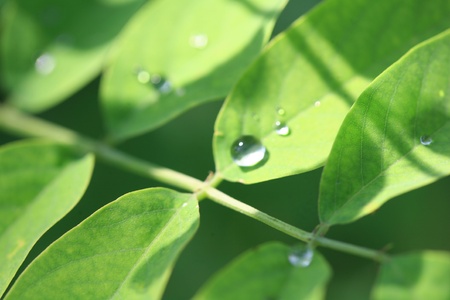 close-up image of raindrops falling on the plantの写真素材