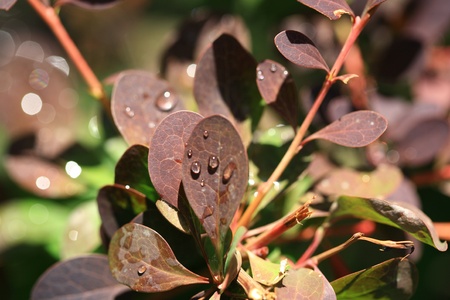 close-up image of raindrops falling on the plant