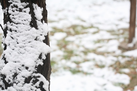 snow in winter on the leaves of trees and beautiful imageの写真素材