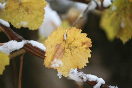 snow in winter on the leaves of trees and beautiful image
