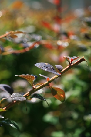 close-up image of raindrops falling on the plantの写真素材