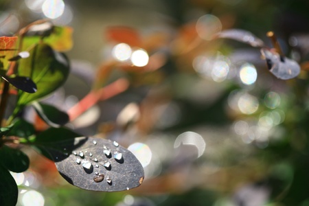 close-up image of raindrops falling on the plantの写真素材