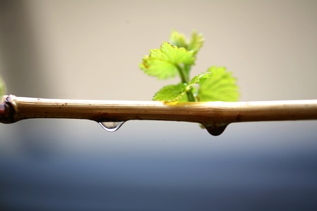 Green leaf with drops reflected in the waの写真素材