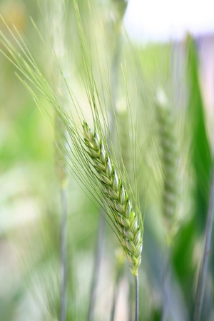 Field of green wheat backgroundの写真素材