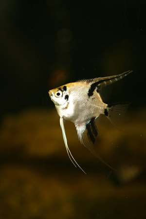 cute little fish in an aquarium の写真素材