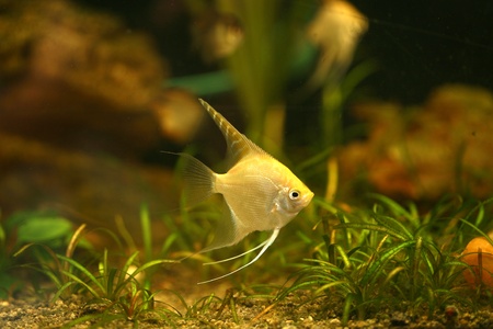 cute little fish in an aquarium の写真素材