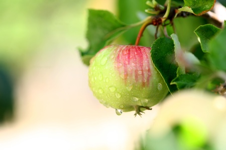 trained in the new branch of apple tree apple imageの写真素材