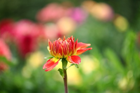 Abstract background of clour flower petalsの写真素材