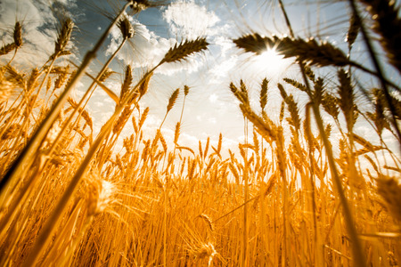 field of wheat backgroundの写真素材