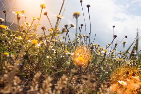 lavender in springの写真素材