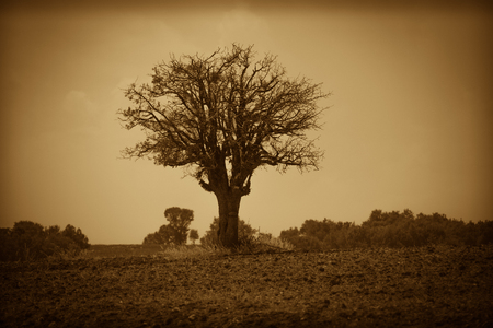 A tree alone in natureの写真素材