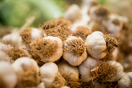 garlic bulbs with garlic clovesの写真素材