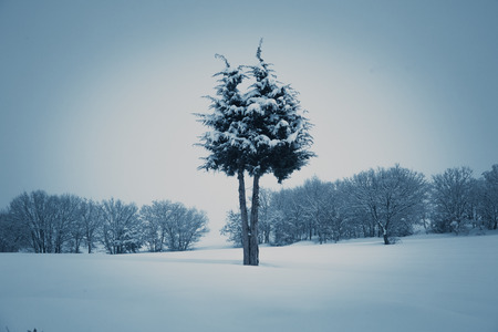 Alone tree in a field, winter season.の写真素材