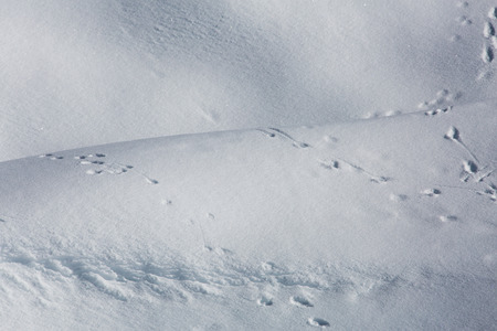 in the winter snow mountains and trees.の写真素材