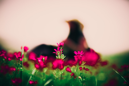 free women in the springの写真素材