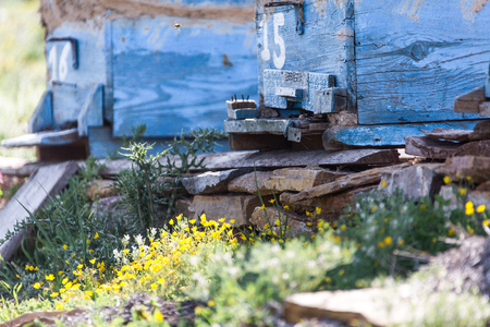 beekeeping in the springの写真素材