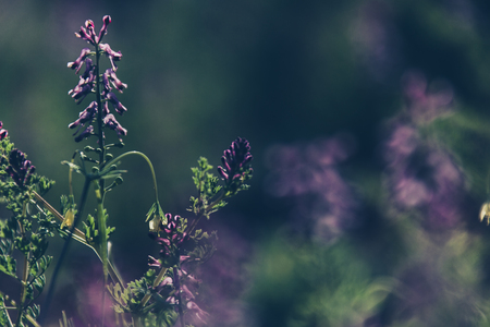 in the month of April landscape imageの写真素材