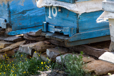 beekeeping in the spring