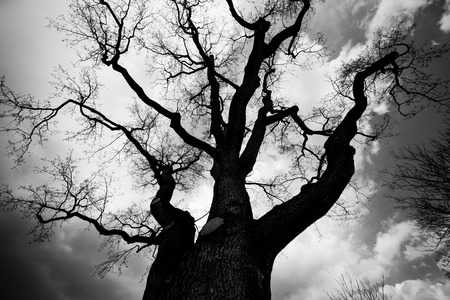 he branches of a tree leaves