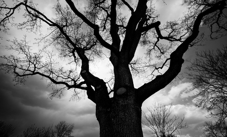 he branches of a tree leaves