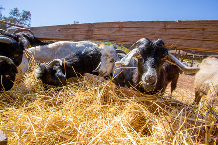 Goats fed in the natureの写真素材