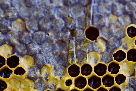 fresh Honeycomb