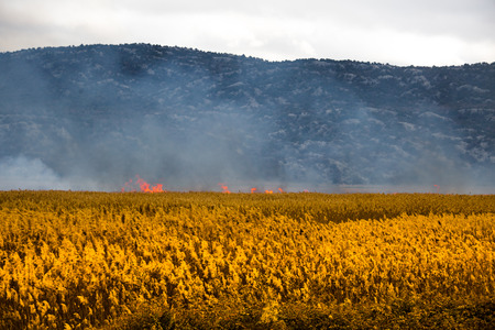 littering reeds near the lakeの写真素材