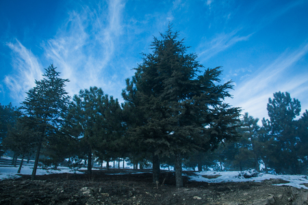A view from the winter seasonの写真素材