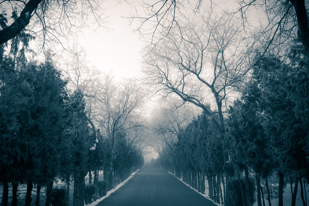 A view from the winter seasonの写真素材