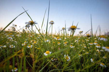 landscapes in the springの写真素材