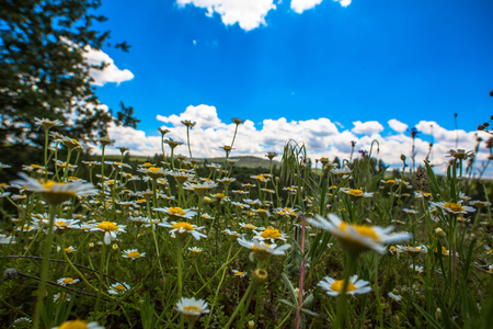 photo shoot in the countryside in the springの写真素材