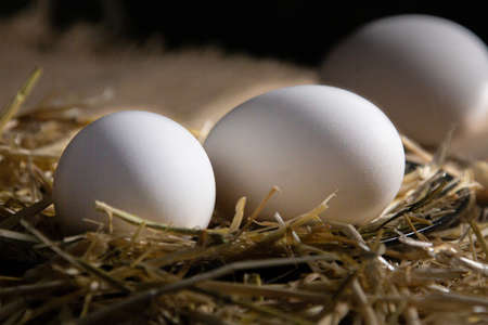 Three white eggs in a straw nest on a dark background. Close-up.
