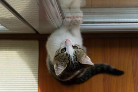 Kitten With Beautiful Eyes Looking Up