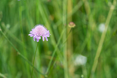 Sweet Scabious Flower Against Blurred Green Background