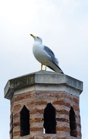 Seagull on a chimneyの写真素材