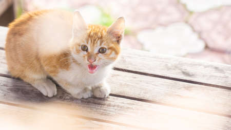 Sweet little kitten on a wooden benchの写真素材