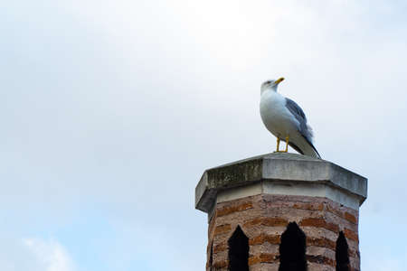 Seagull on a chimneyの写真素材