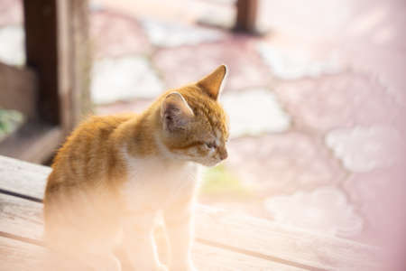 Sweet little kitten on a wooden benchの写真素材