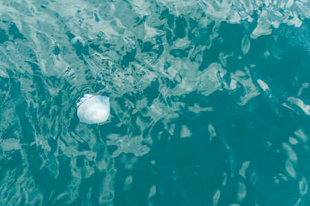 Jellyfish and seagulls in the seaの写真素材