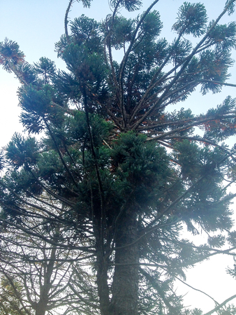 trees against blue sky.