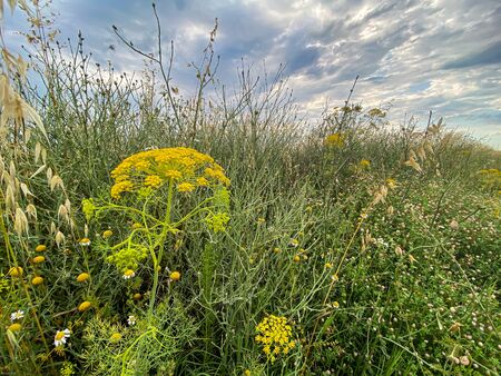 Wild Flower and cloudy Sky