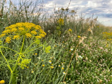Wild flower and sky